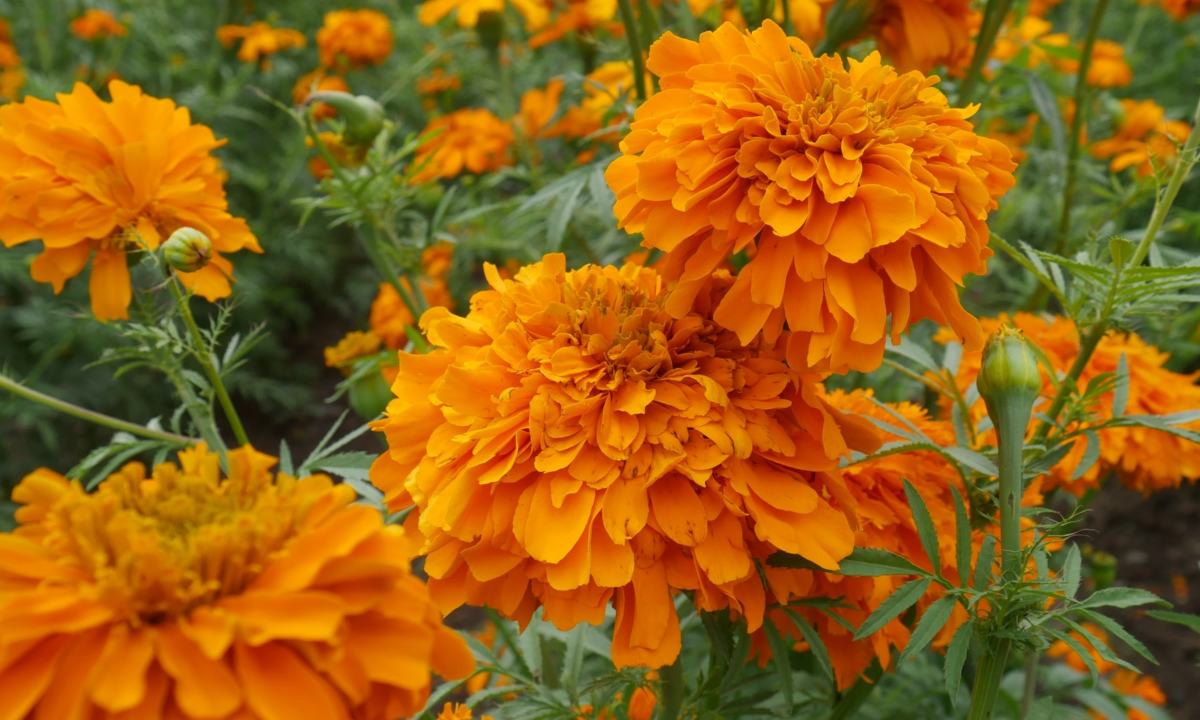como cuidar tu flor de cempasuchil en maceta para que dure mucho tiempo