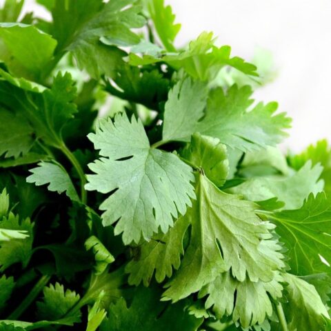 como conservar el cilantro fresco