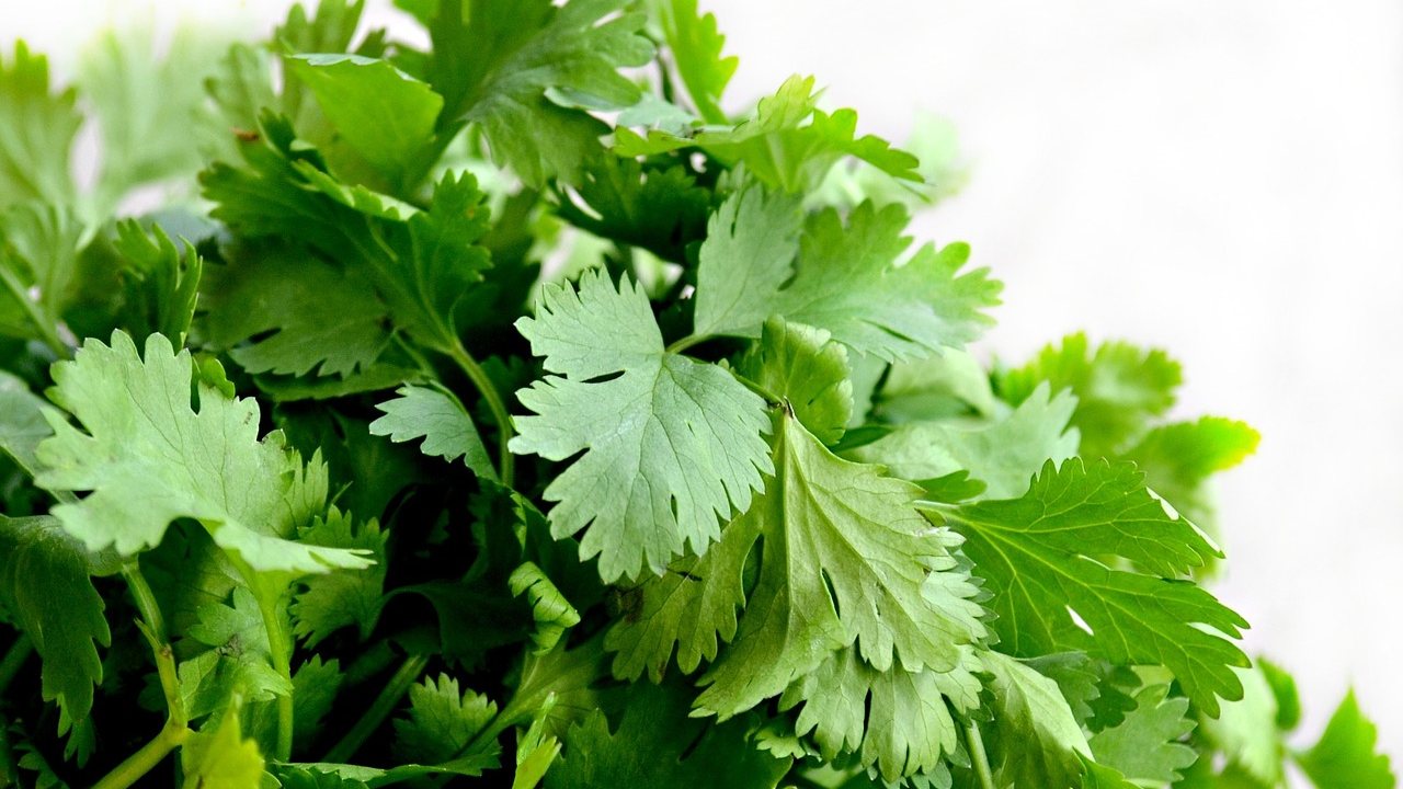 como conservar el cilantro fresco