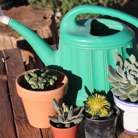 como cuidar plantas en invierno bajas temperaturas