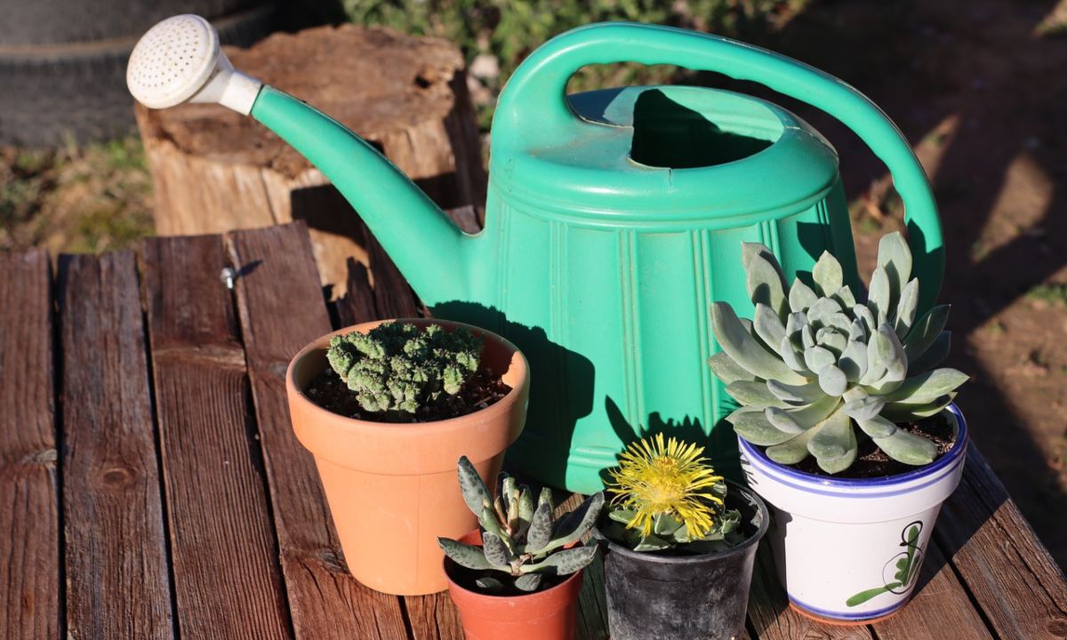 como cuidar plantas en invierno bajas temperaturas