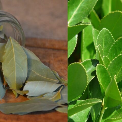 como plantar laurel en casa