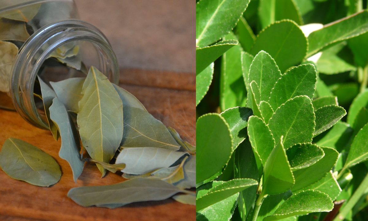 como plantar laurel en casa