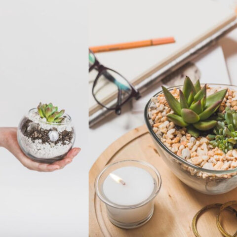 terrarios suculentas casa