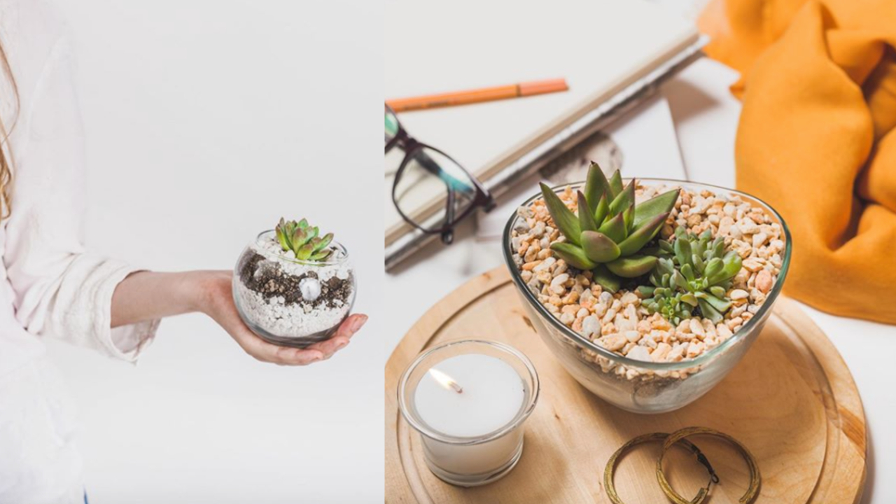 terrarios suculentas casa