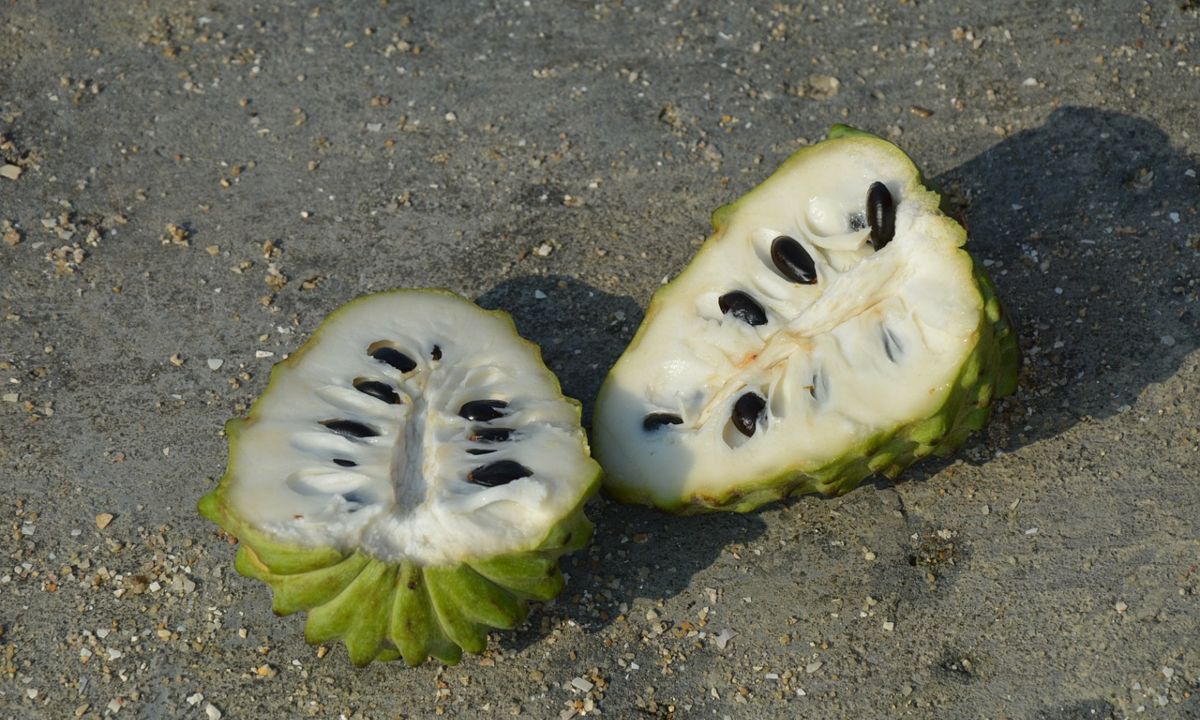 chirimoya que es beneficios