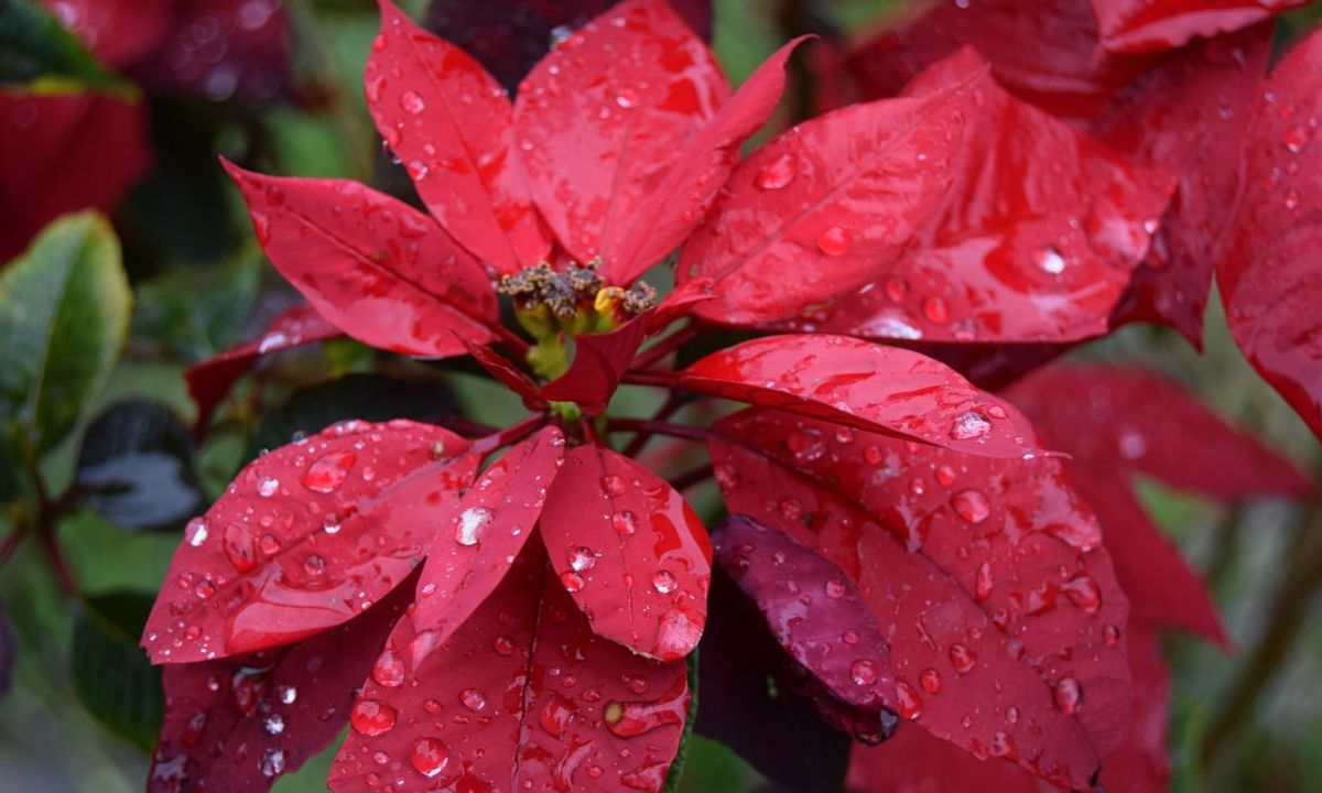 como trasplantar flor de nochebuena
