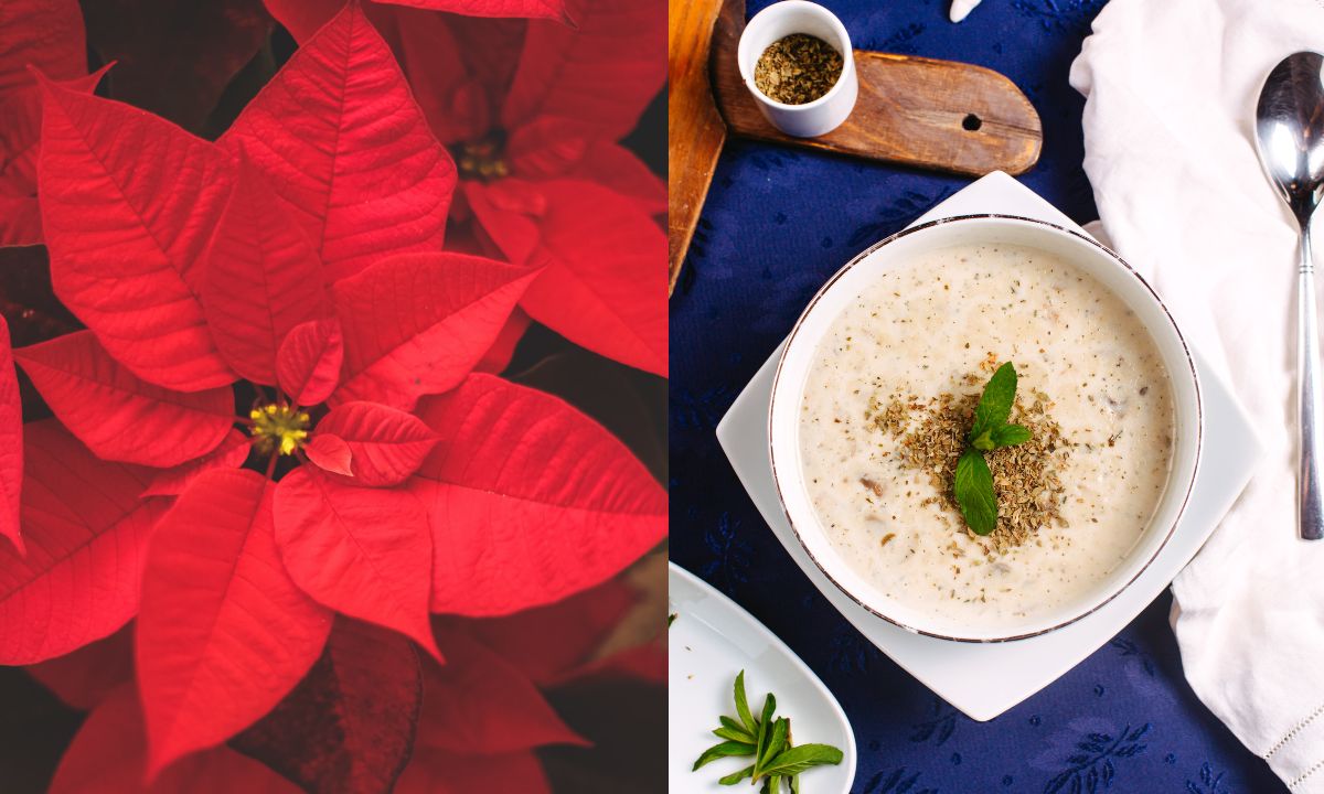 como hacer crema de nochebuena