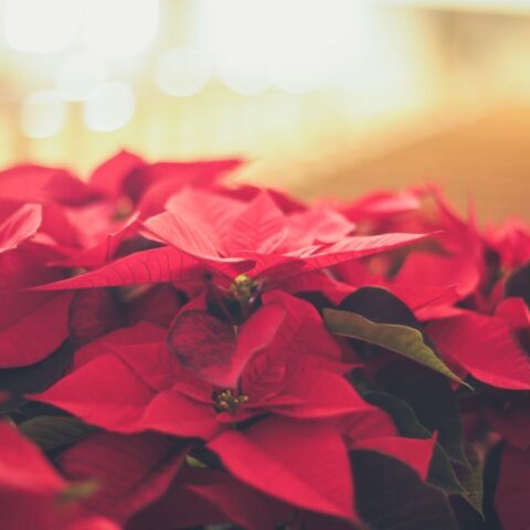 flor de nochebuena cuidados para que dure