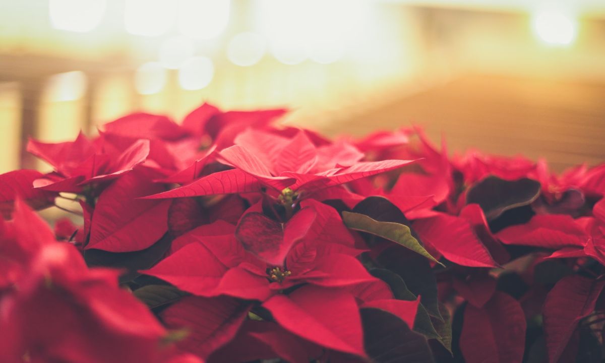 flor de nochebuena cuidados para que dure
