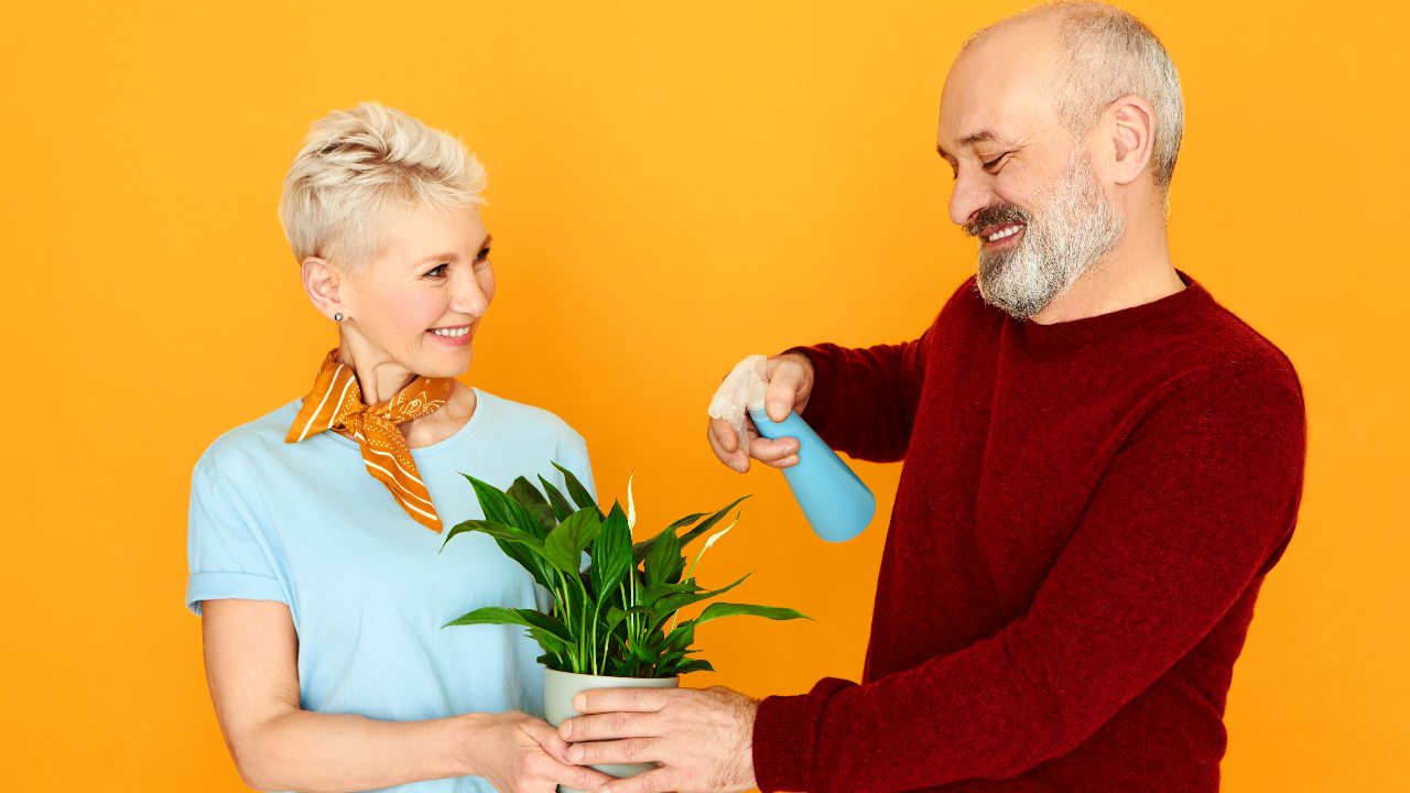 abrillantador para plantas de interior