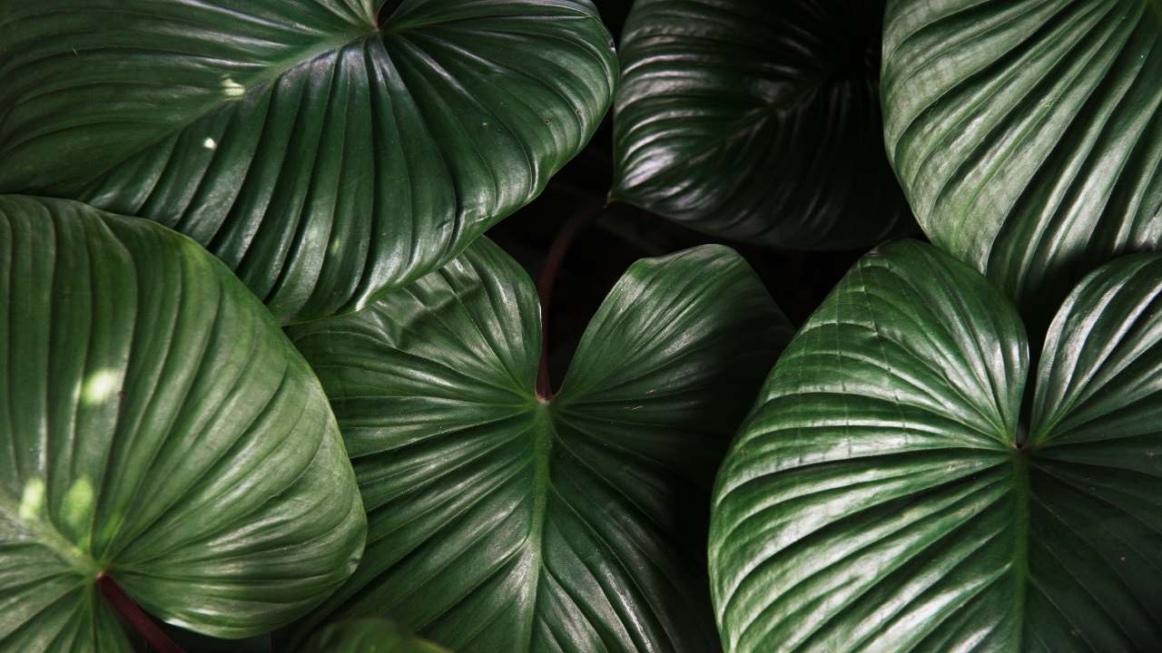 hojas de plantas limpias