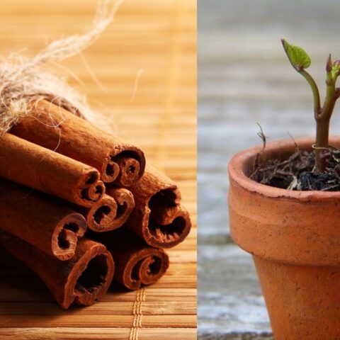 cómo cultivar canela en casa