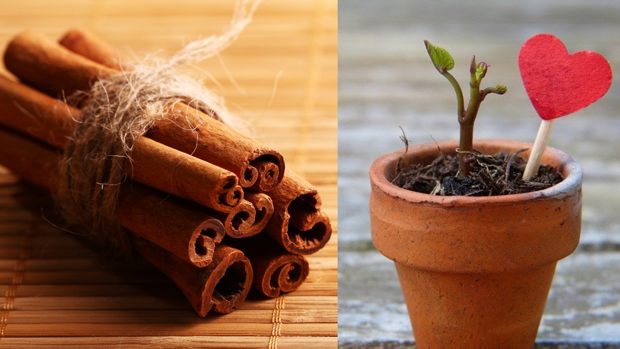 cómo cultivar canela en casa