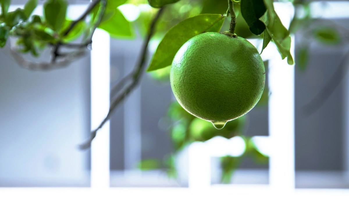 como sembrar limón en casa