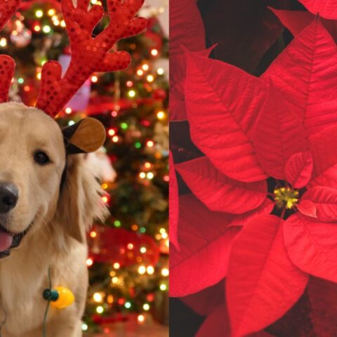la flor de nochebuena puede envenenar a tu perro