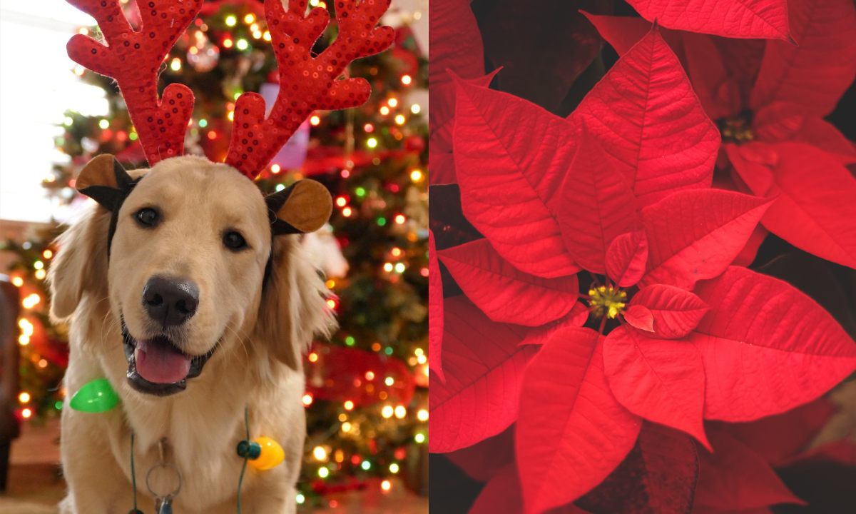 la flor de nochebuena puede envenenar a tu perro