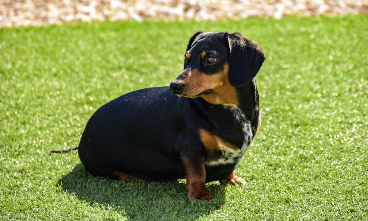 Obesidad en perros Que alimentos engordan