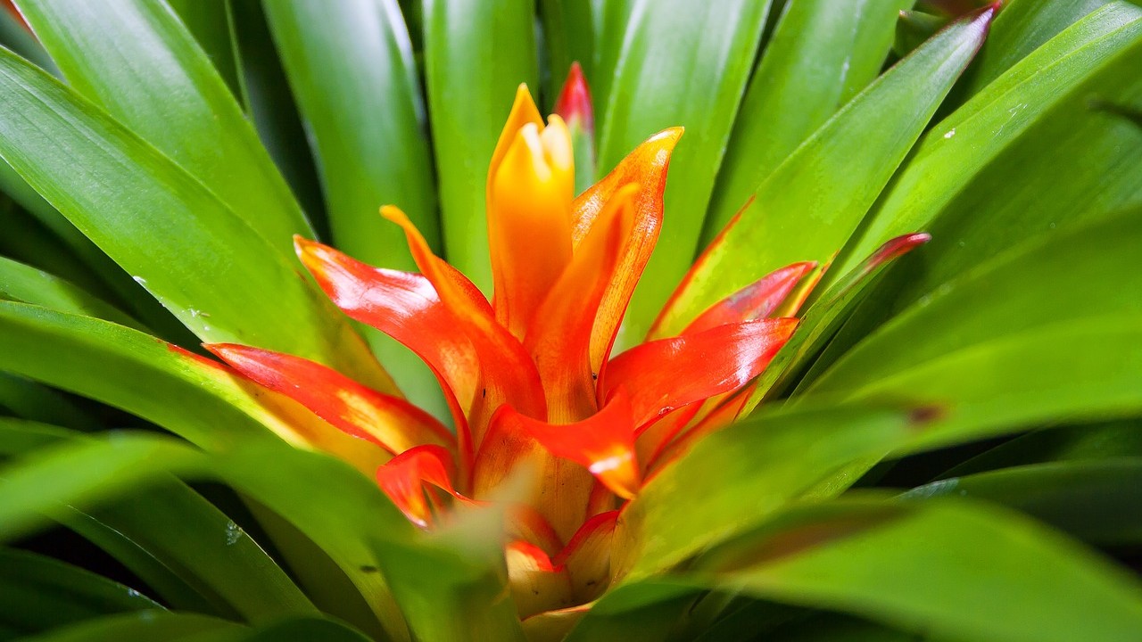 guzmania