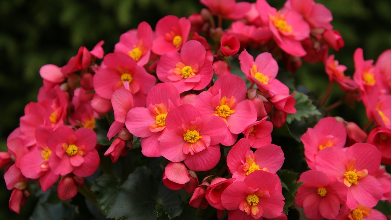 begonias