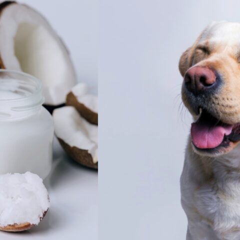 aceite de coco para perros