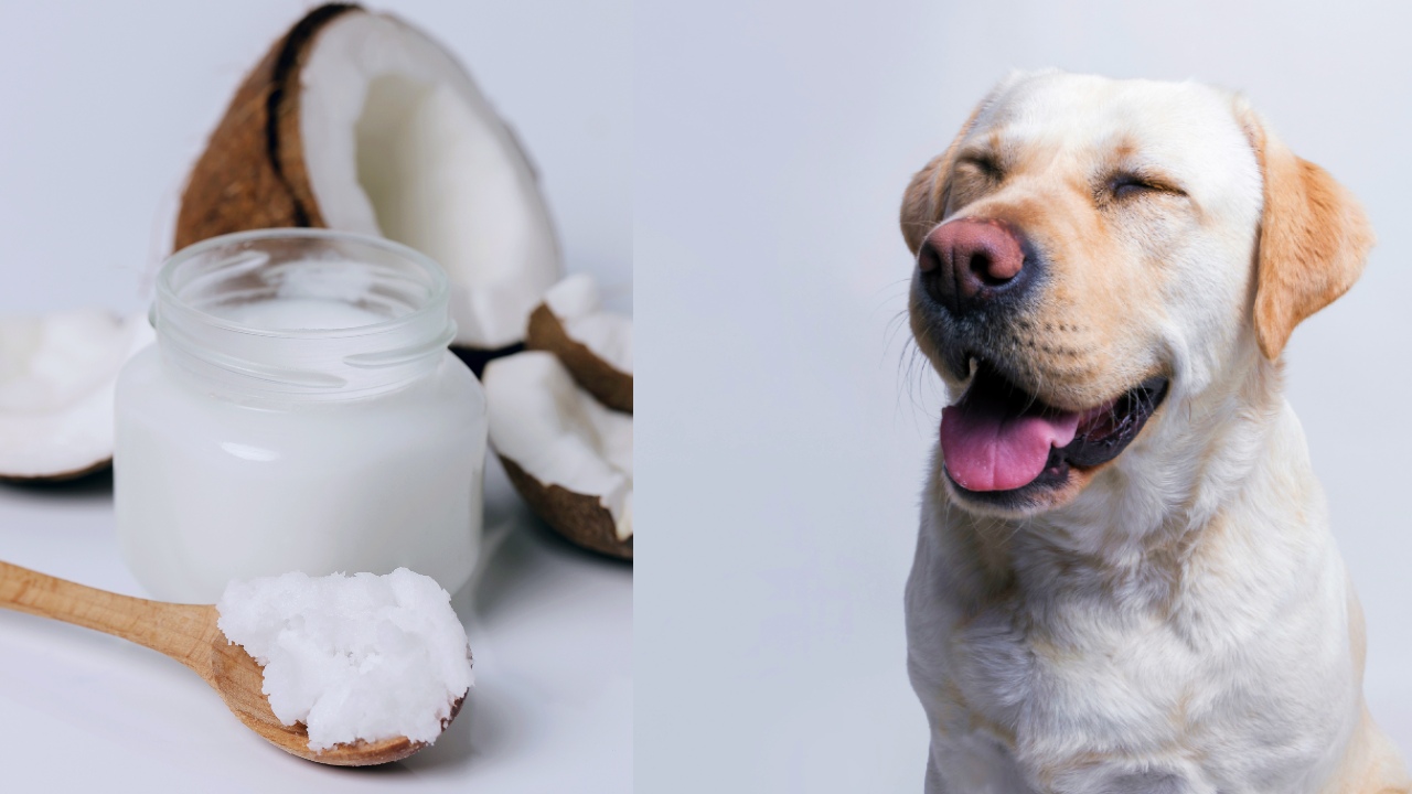 aceite de coco para perros