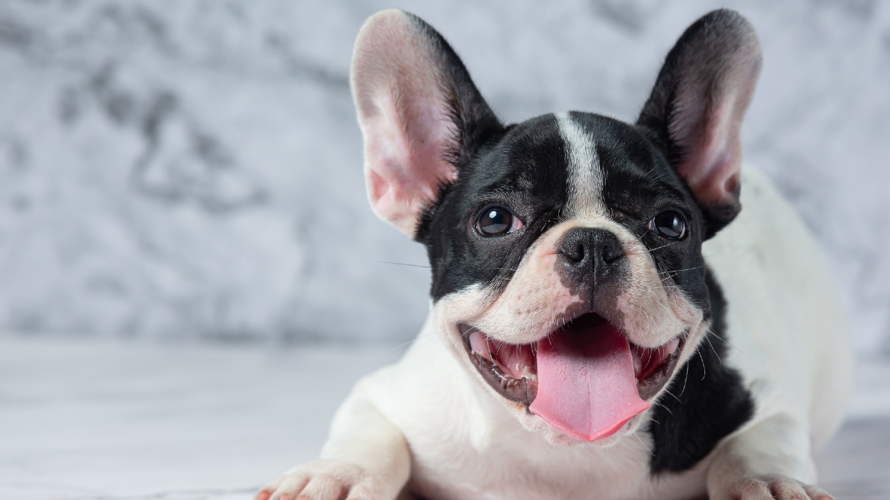 perrito feliz por su aceite de coco
