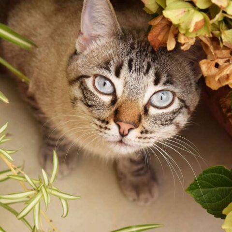 gatos entre plantas pet-friendly