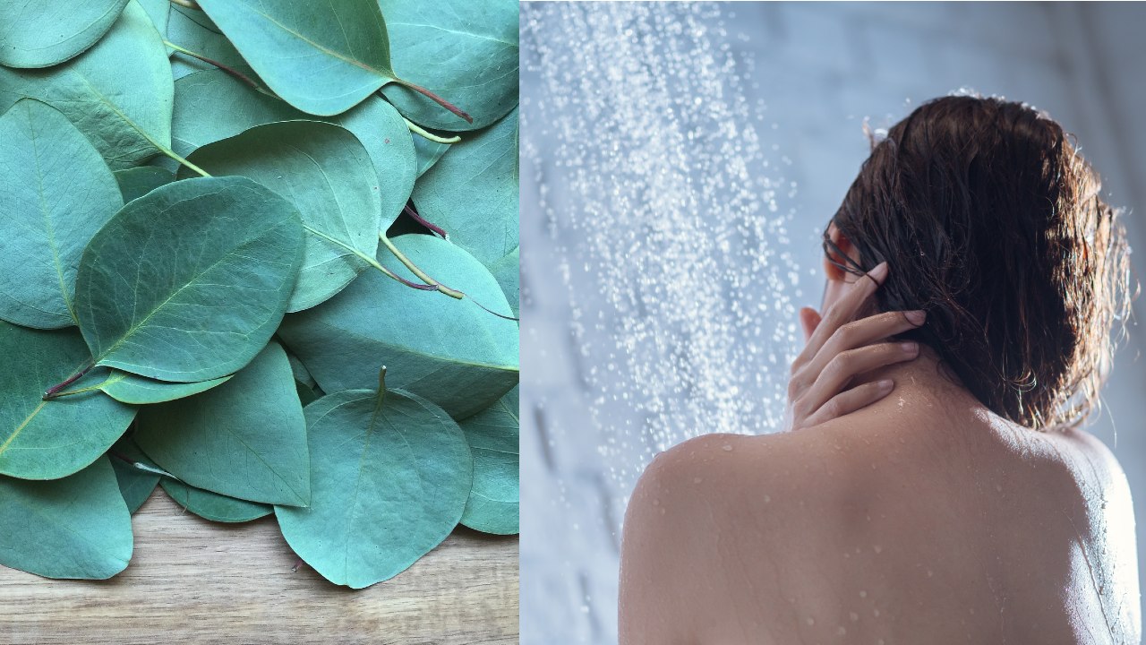 regadera y eucalipto