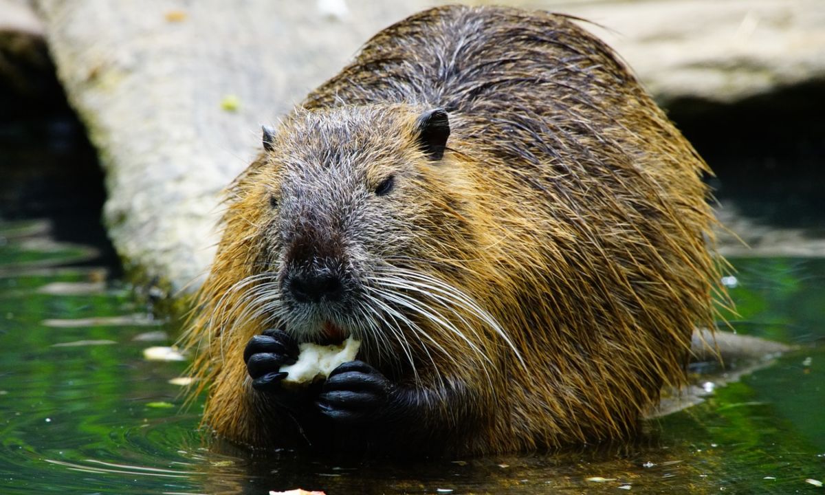 castor comiendo en la orilla del rio