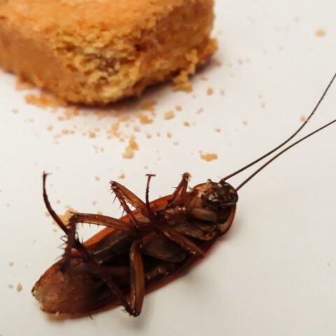 cosas que atraen a las cucarachas a tu casa