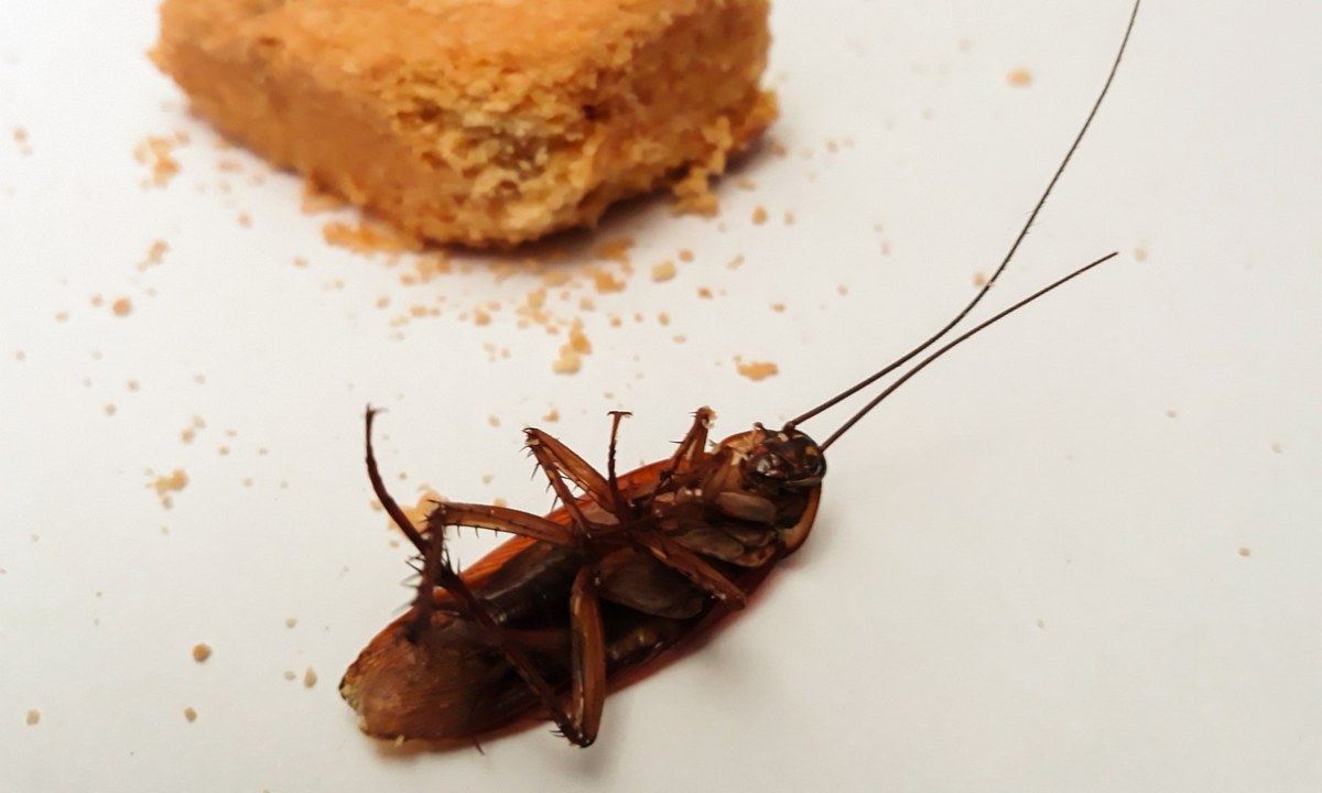cosas que atraen a las cucarachas a tu casa