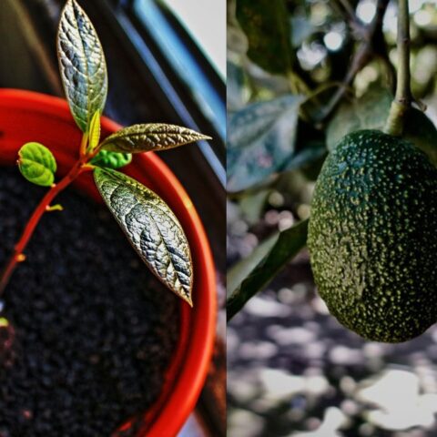 cómo cultivar aguacate en maceta