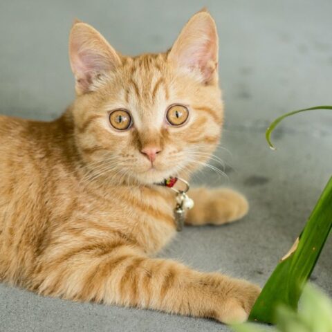 como evitar que tu gato se coma tus plantas