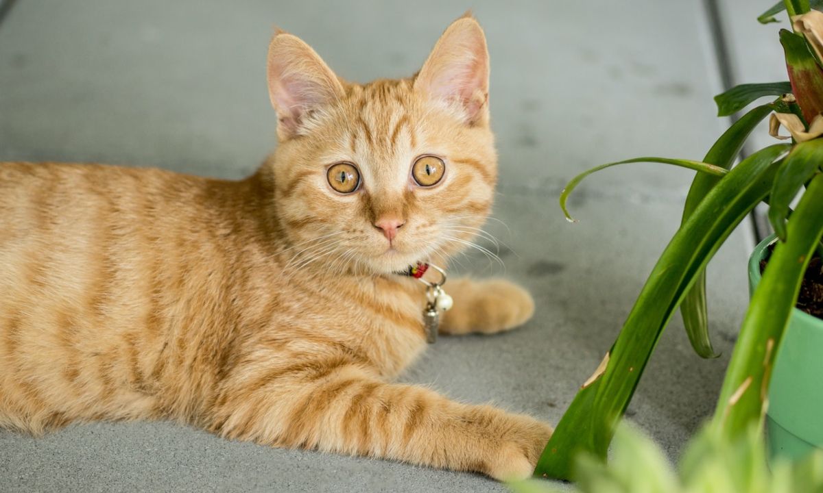 como evitar que tu gato se coma tus plantas