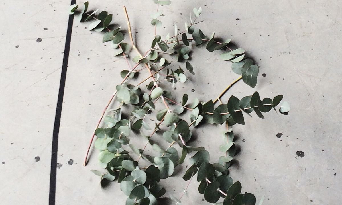 hierbas para eliminar malas energías