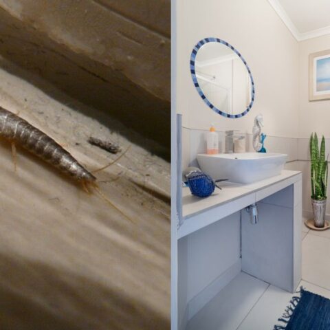 como eliminar pececillos de plata