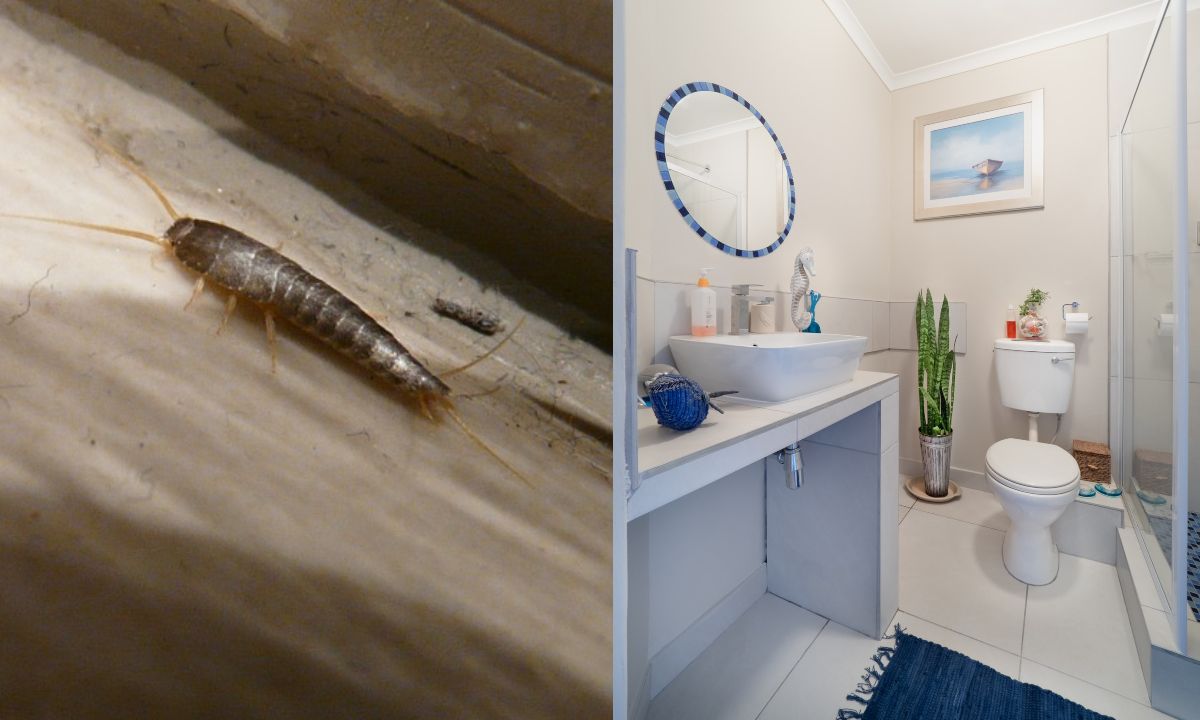 como eliminar pececillos de plata