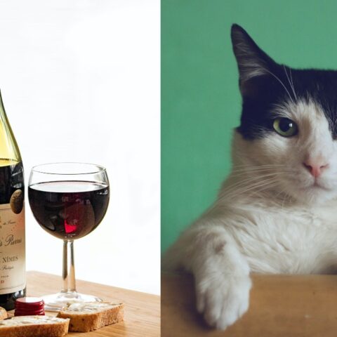 razones por las que vino huele a orines de gato