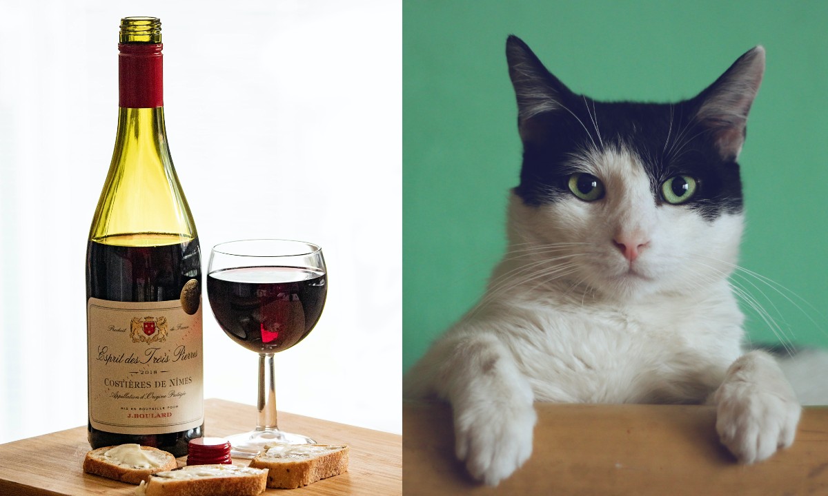 razones por las que vino huele a orines de gato