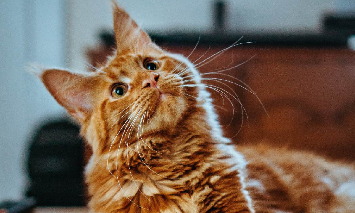 gato observa con mirada curiosa