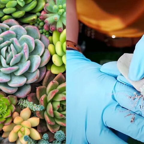 suculentas fácil de reproducir