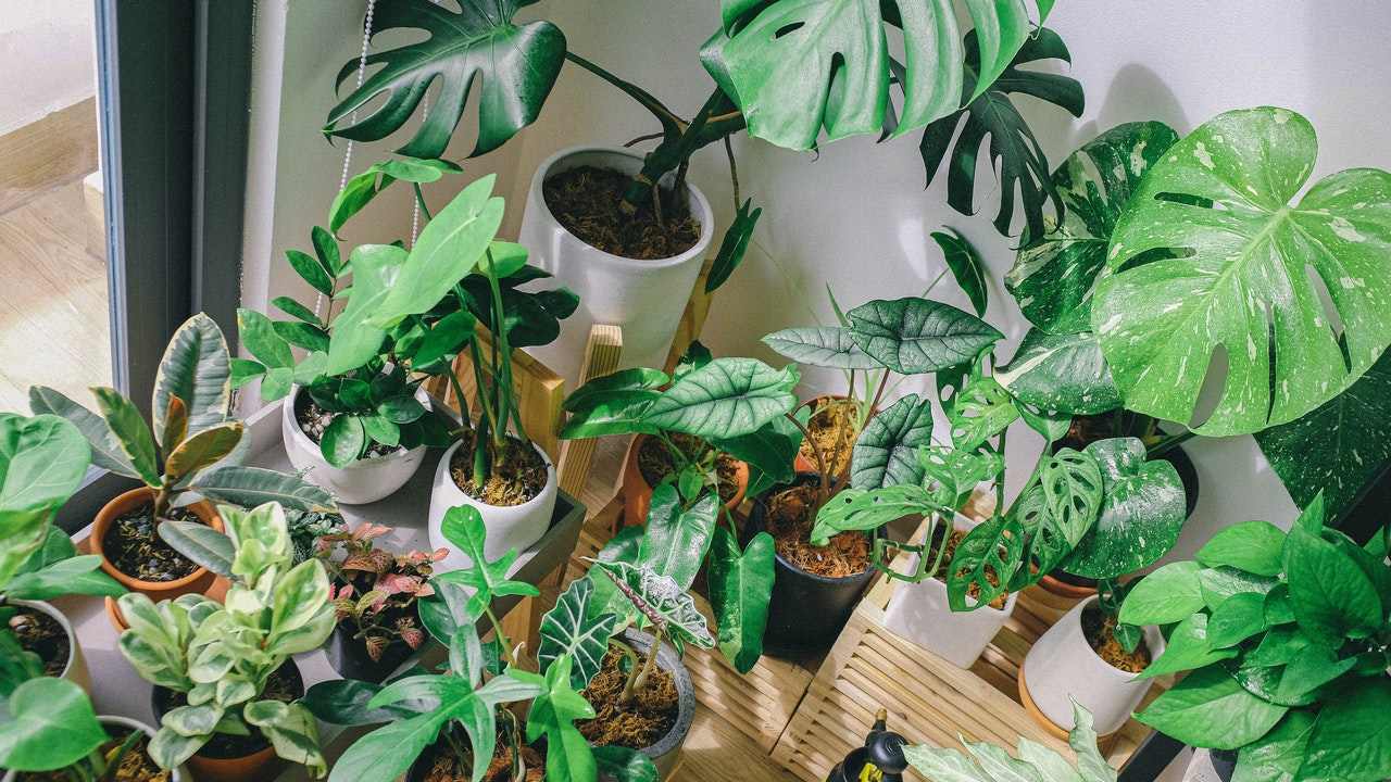 como-revivir-una-planta-de-manera-sencilla- en casa
