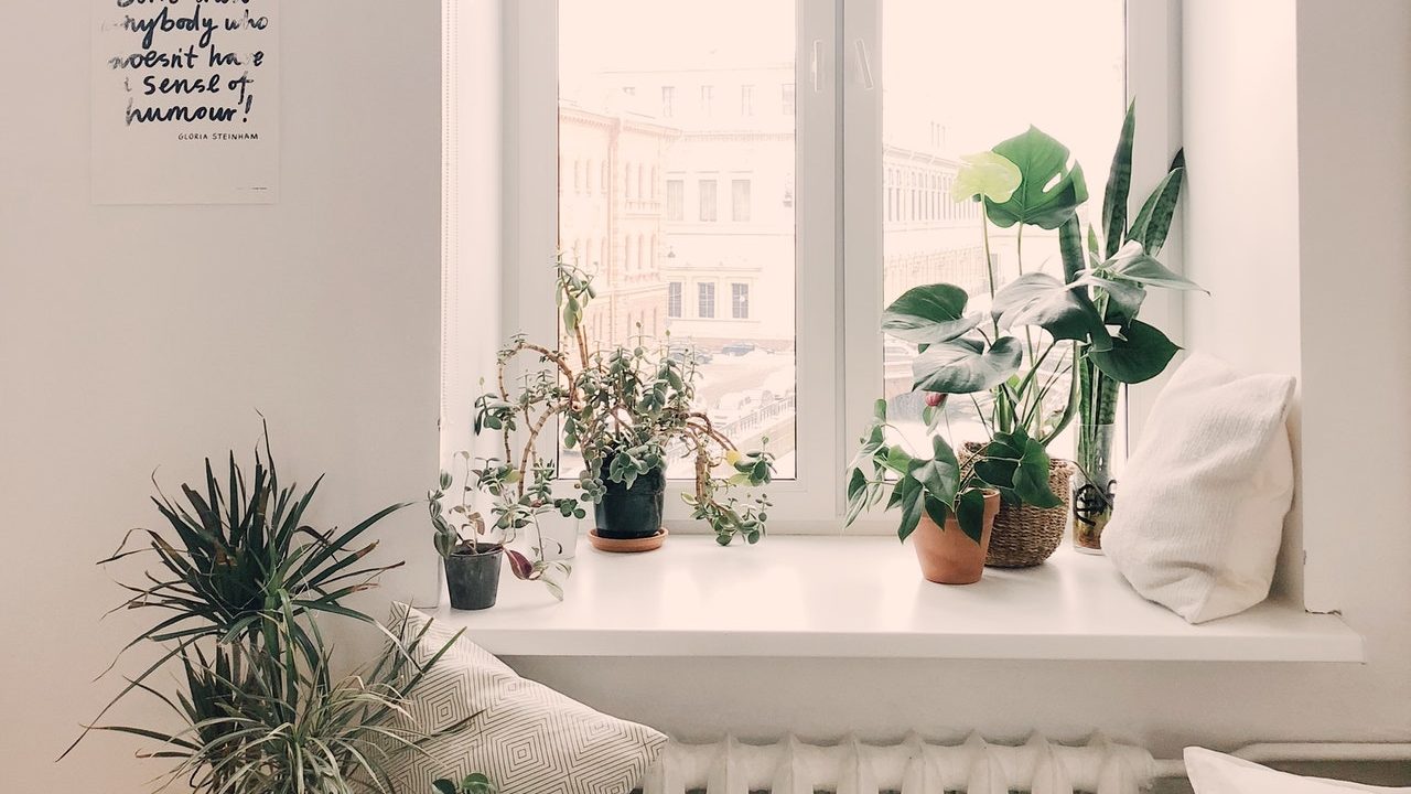 como-revivir-una-planta-de-manera-efectiva
