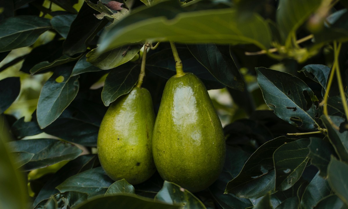 Cultiva un aguacate en casa con estos sencillos consejos (2)