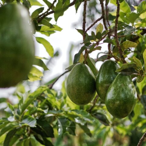 Cultiva un aguacate en casa con estos sencillos consejos
