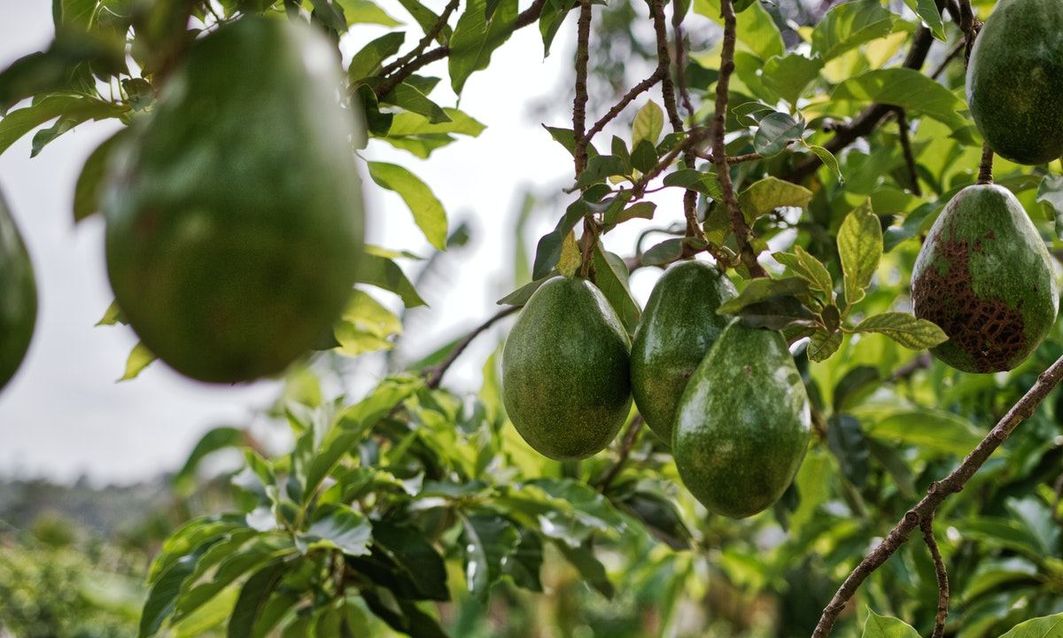 Cultiva un aguacate en casa con estos sencillos consejos