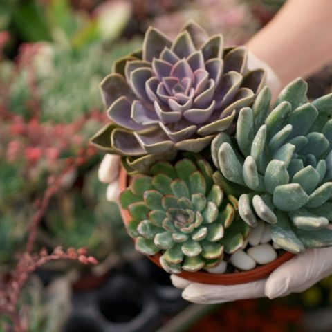 fertilizante para suculentas