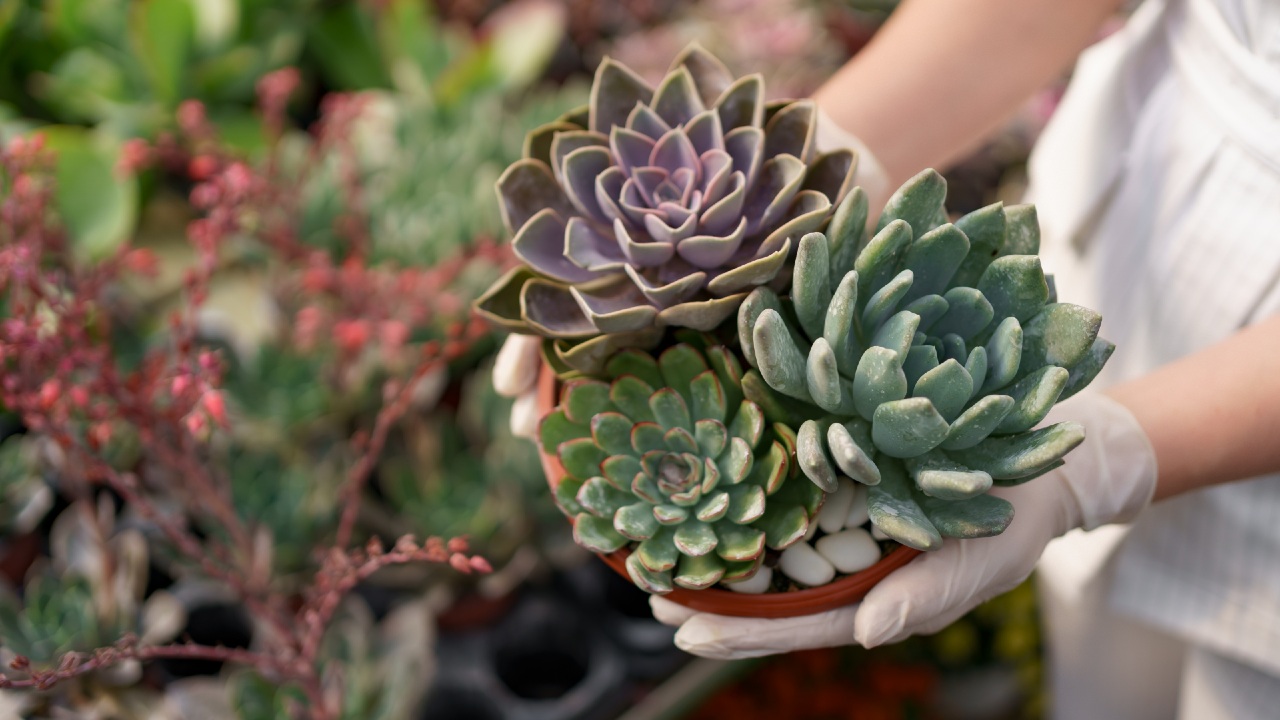 fertilizante para suculentas