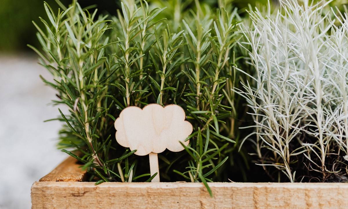 limpiador de cocina con romero y vinagre